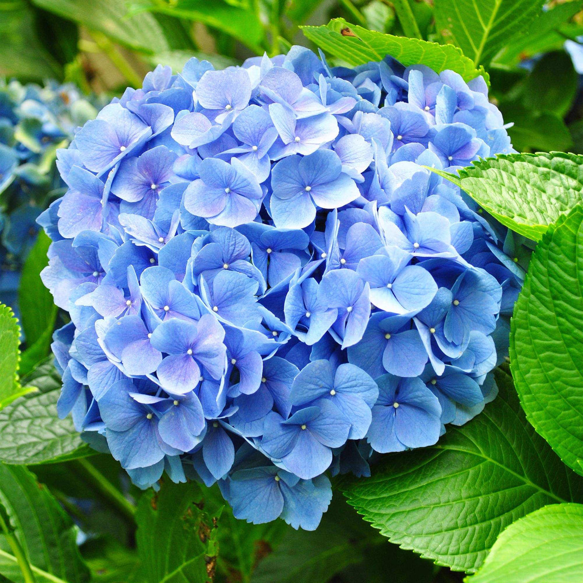 Hortensie Hydrangea macrophylla Blau – Blütezeit Juni bis September – Ø17cm – ↕30cm – Laubabwerfende Gartenpflanze – Pflegeleicht & winterhart 