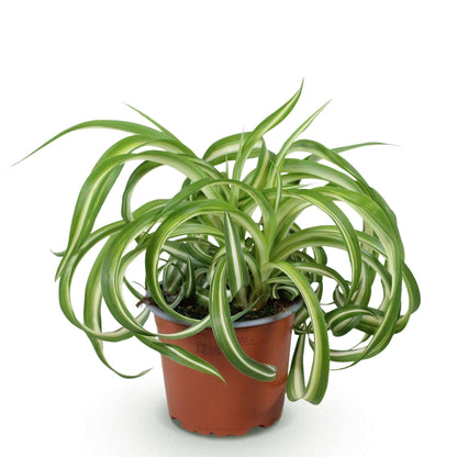 Grünlilie Chlorophytum comosum Bonnie Lockige Graslilie – Haustierfreundliche Zimmerpflanze im 12cm Topf – Höhe ca.20cm – Pflegeleichte Luftreinigende Grünpflanze