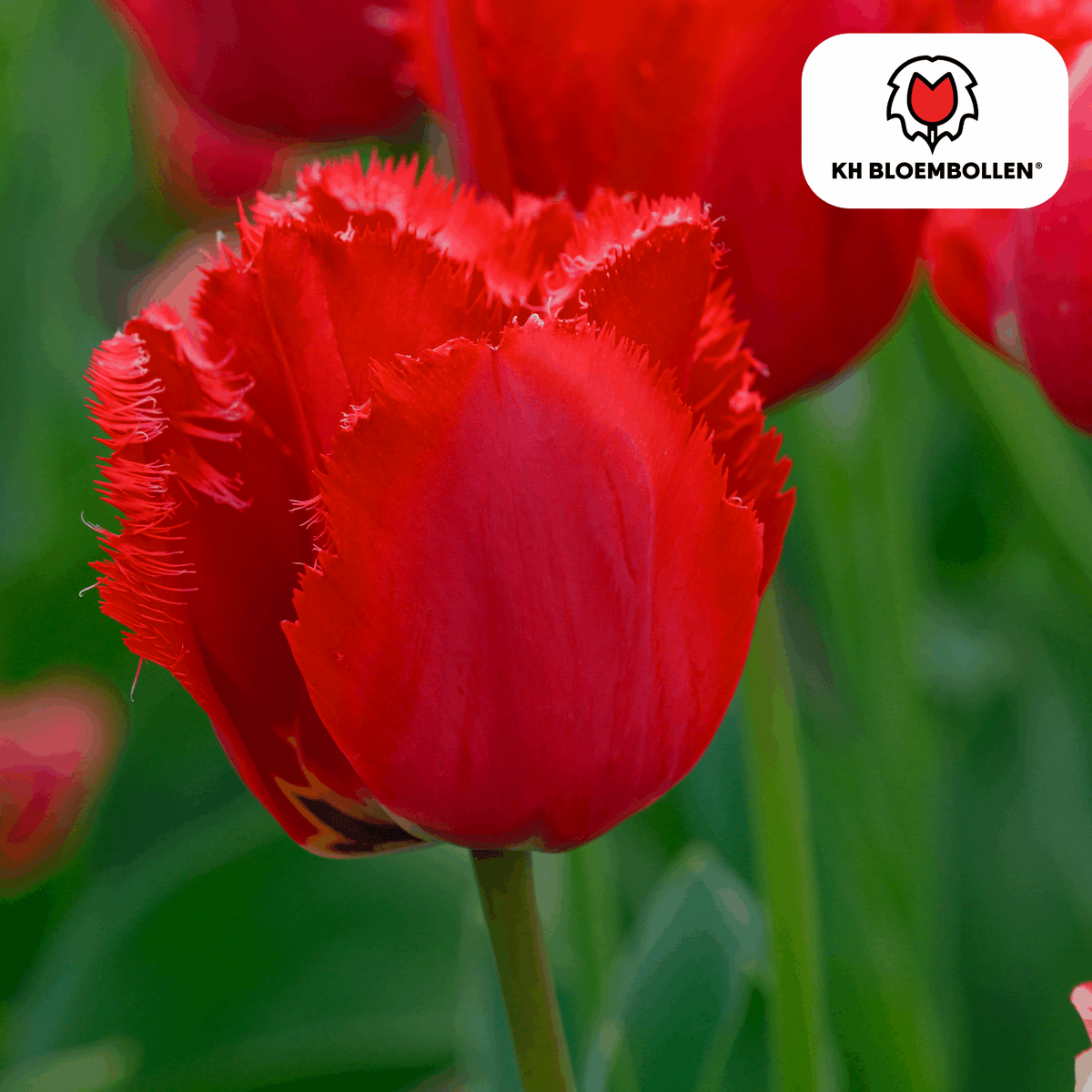 Tulpenzwiebeln Masterpeace – 20 Blumenzwiebeln – Rote Tulpe mit gezacktem Rand – Robust & einzigartig – Für Garten & Topf 