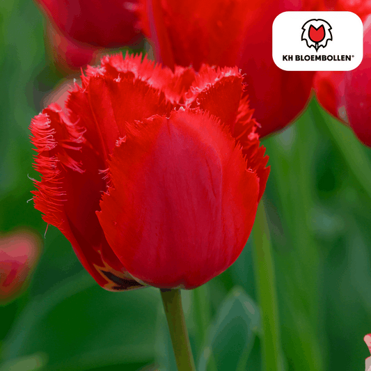 Tulpenzwiebeln Masterpeace – 20 Blumenzwiebeln – Rote Tulpe mit gezacktem Rand – Robust & einzigartig – Für Garten & Topf 