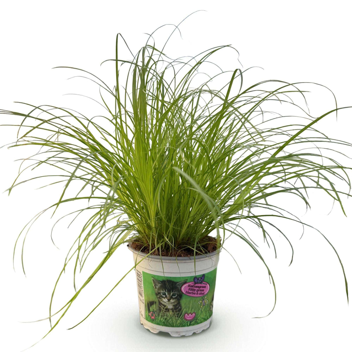 Cyperus alternifolius Zumula Katzenpflanze – Haustierfreundliche Zimmerpflanze 12cm – Höhe ca.20cm – Dekorative Grünpflanze für Wohnzimmer Büro & Fensterbank