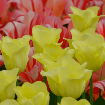 Tulpenzwiebeln World Friendship – 20 Blumenzwiebeln– Hellgelbe Tulpe – Elegante Frühlingsblüher für Garten & Topf – Winterhart 