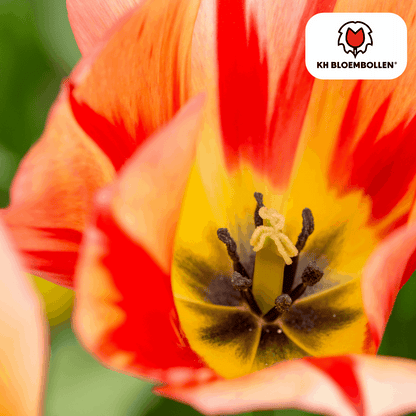 Tulpenzwiebeln Spryng Break – 20 Blumenzwiebeln – Rot-orange Tulpe – Feurig & auffällig – Für Garten & Topf 