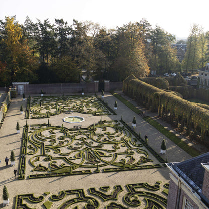 BetterBuxus Babylon Beauty Hecke 7 Pflanzen für 1 Meter 25-30cm 10,5cm widerstandsfähig pflegeleicht für – Ansicht 12
