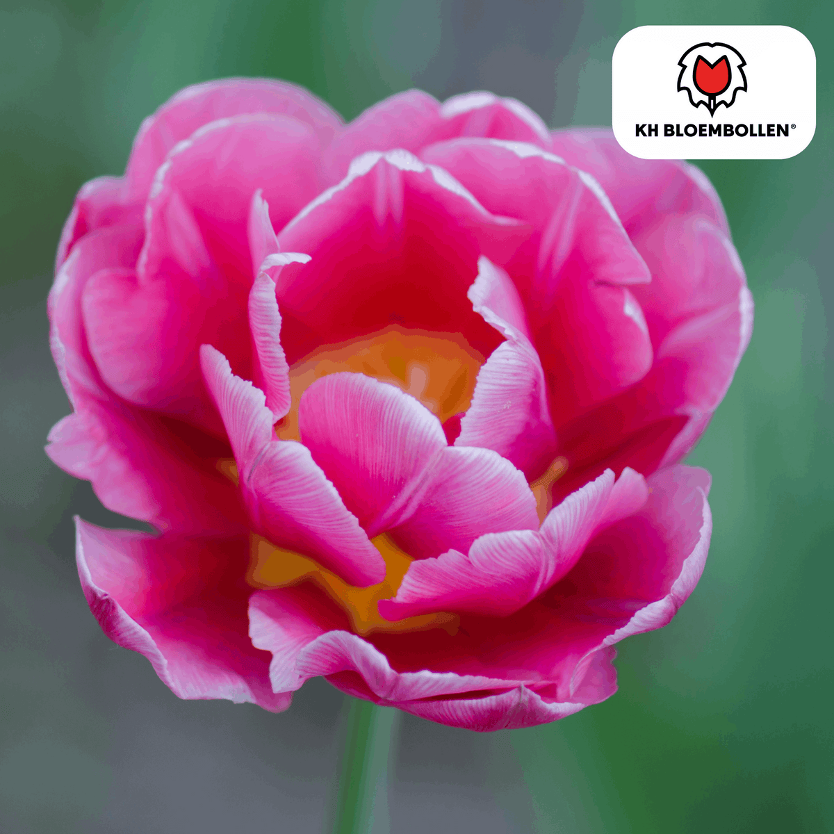 Columbus Tulpenzwiebeln – 20 Blumenzwiebeln – Rosa-weiße Pioentulpen – Gefüllte Blüte – Für Garten, Topf & Vase 