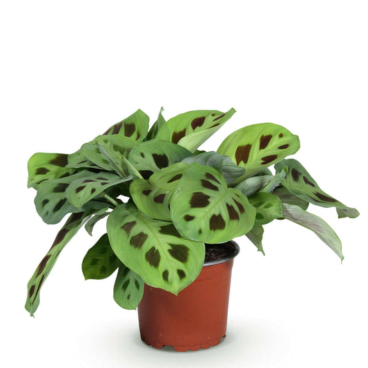 Maranta Fascinator Kerchoveana Zebrapflanze – Haustierfreundliche Zimmerpflanze 12cm – Höhe ca.25cm – Dekorative Gebetspflanze für Wohnzimmer & Büro