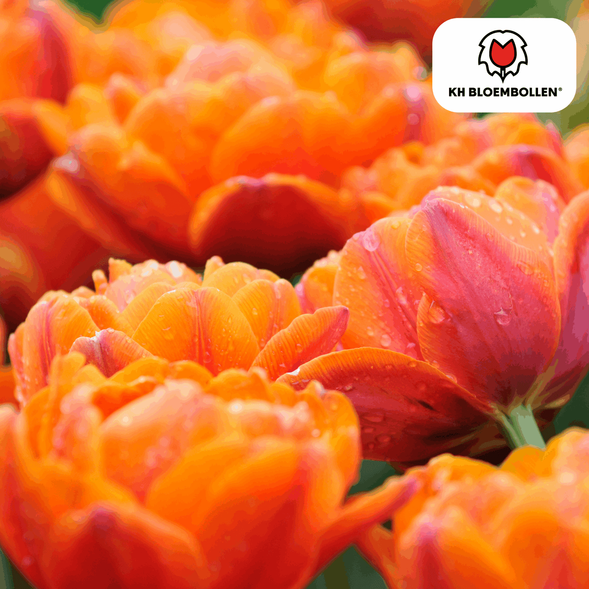 Tulpenzwiebeln Icoon – 20 Blumenzwiebeln – Lachsrosa gefüllte Tulpe – Stilvoll & modern – Für Garten oder Topf 