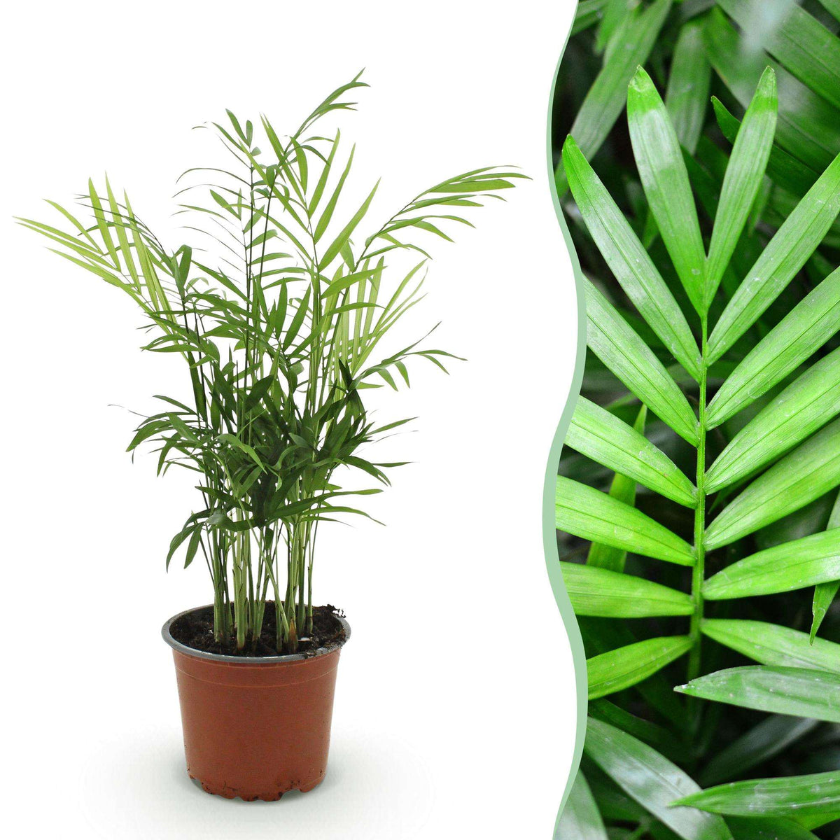 Chamaedorea elegans Goldpalme – Haustierfreundliche Zimmerpflanze 12cm – Höhe ca.15cm – Pflegeleichte Grünpflanze für Wohnzimmer Büro & Schlafzimmer