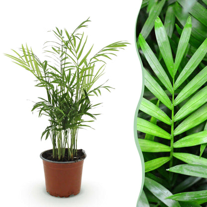 Chamaedorea elegans Goldpalme – Haustierfreundliche Zimmerpflanze 12cm – Höhe ca.15cm – Pflegeleichte Grünpflanze für Wohnzimmer Büro & Schlafzimmer