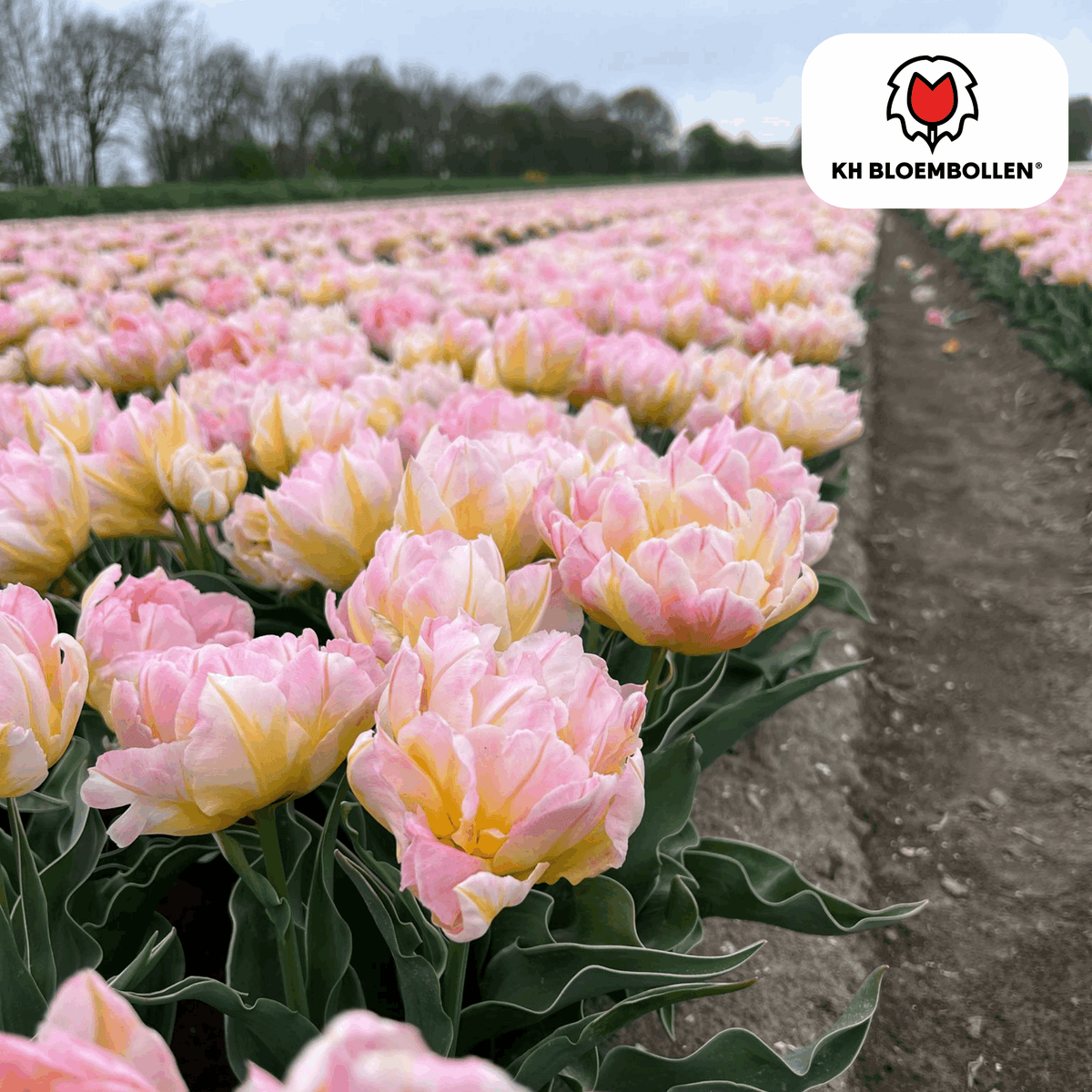 Tulpenzwiebeln Password – 20 Blumenzwiebln – Rosa gefüllte Tulpe – Zart & romantisch – Für Garten & Topf 
