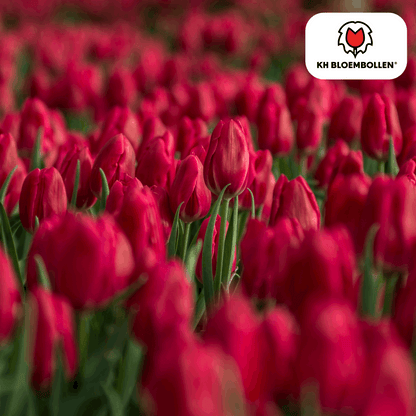 Tulpenzwiebeln Ile de France – 20 Blumenzwiebeln – Tiefrote Tulpe – Klassisch, elegant & robust – Für Garten oder Topf 