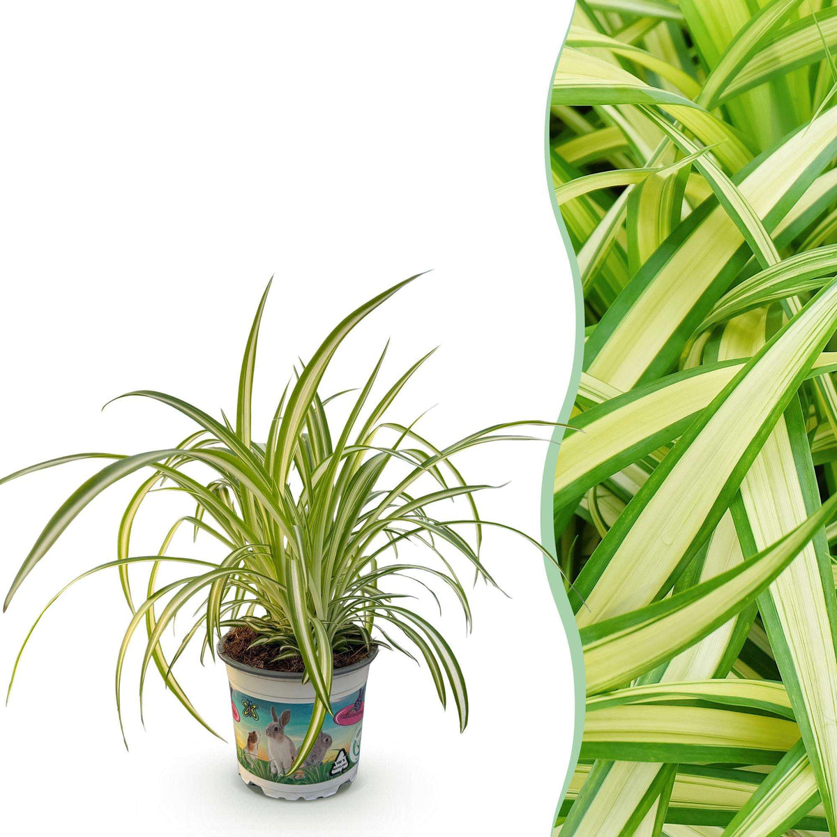 Grünlilie Chlorophytum comosum Variegatum – Bunte Graslilie Zimmerpflanze – Haustierfreundlich 12cm – Höhe ca.20cm – Pflegeleichte Luftreinigende Pflanze
