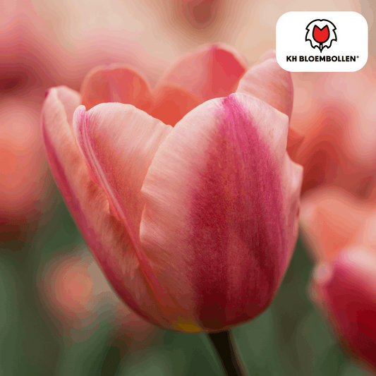 Apricot Foxx Tulpenzwiebeln – 20 Stück – Lachsrosa Frühlingsblüher – Sorte Tulipa „Apricot Foxx“ – Für Garten & Topf – Blüte April–Mai 