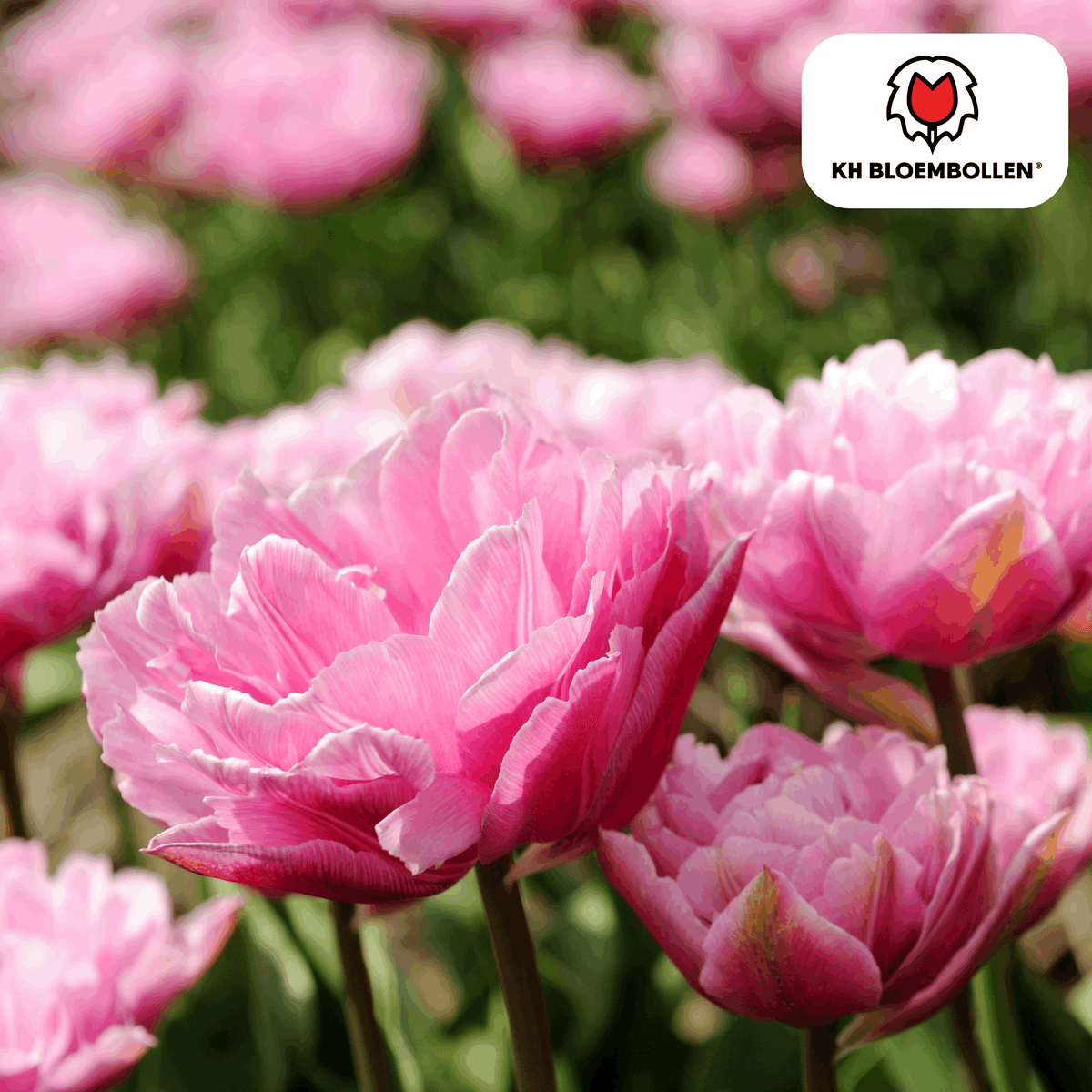 Columbus Tulpenzwiebeln – 20 Blumenzwiebeln – Rosa-weiße Pioentulpen – Gefüllte Blüte – Für Garten, Topf & Vase 