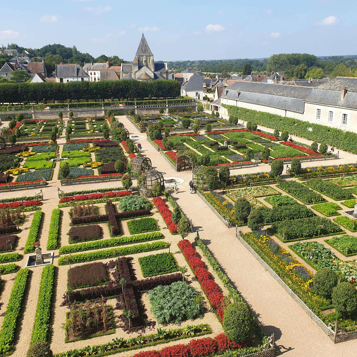 BetterBuxus Babylon Beauty Hecke 6 Pflanzen für 1 Meter 30-35cm 13cm widerstandsfähig pflegeleicht für Garten – Ansicht 14