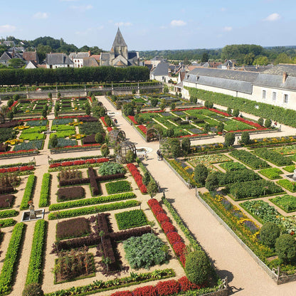 BetterBuxus Babylon Beauty Hecke 6 Pflanzen für 1 Meter 30-35cm 13cm widerstandsfähig pflegeleicht für Garten – Ansicht 14