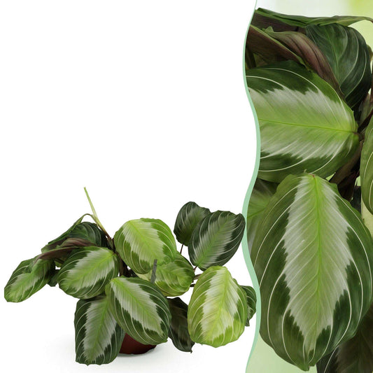 Maranta Fascinator Silverband Gebetspflanze – Haustierfreundliche Zimmerpflanze 12cm – Höhe ca.25cm – Dekorative Blattpflanze mit silberner Zeichnung für Wohnzimmer Büro & Schlafzimmer