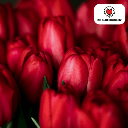 Tulpenzwiebeln Ile de France – 20 Blumenzwiebeln – Tiefrote Tulpe – Klassisch, elegant & robust – Für Garten oder Topf 