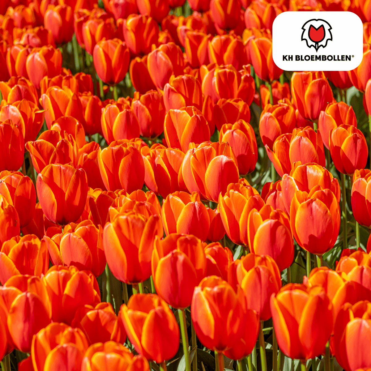 Tulpenzwiebeln Dafeng – 20 Stück – Orangefarbene Tulpen – Großblumig & elegant – Für Garten, Topf & Balkon 