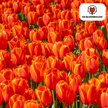 Tulpenzwiebeln Dafeng – 20 Stück – Orangefarbene Tulpen – Großblumig & elegant – Für Garten, Topf & Balkon 