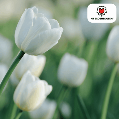 Catherina Tulpenzwiebeln – 20 Stück – Reinweiße Frühlingsblüher – Tulipa „Catherina“ – Für Garten & Topf – Blüte April–Mai 