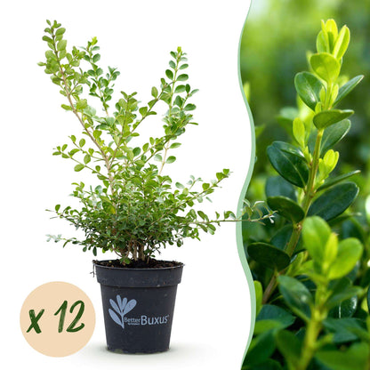 BetterBuxus Babylon Beauty Hecke 6 Pflanzen für 1 Meter 30-35cm 13cm widerstandsfähig pflegeleicht für Garten Formschnitt Sic