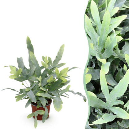 Phlebodium aureum Blue Star Farn – Blaue Farnpflanze – Haustierfreundliche Zimmerpflanze 12cm – Höhe ca.25cm – Dekorativer Tropenfarn für Wohnzimmer & Büro