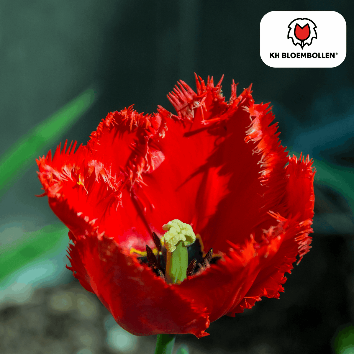 Tulpenzwiebeln Masterpeace – 20 Blumenzwiebeln – Rote Tulpe mit gezacktem Rand – Robust & einzigartig – Für Garten & Topf 