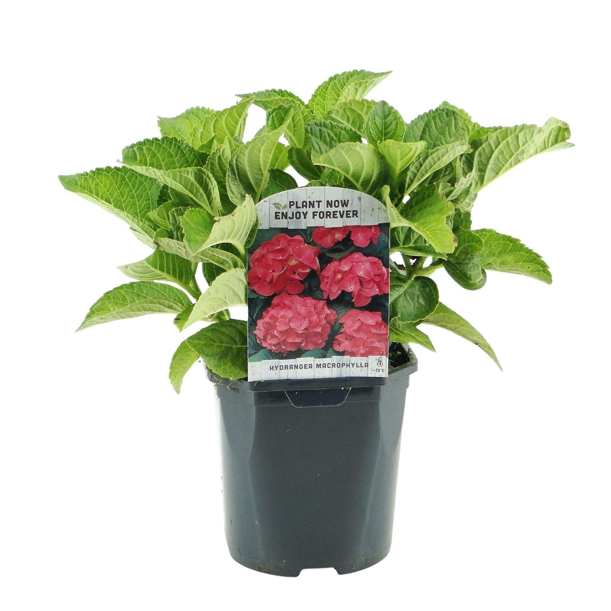 Hortensie – Hydrangea macrophylla Rot – Blüte Rot – Ø17cm – ↕30cm – Sommerblüher – Pflegeleicht & Laubabwerfend 