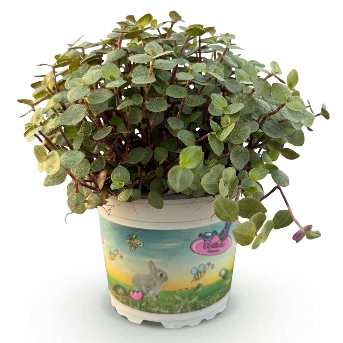 Callisia repens Schildkrötenpflanze – Haustierfreundliche Zimmerpflanze 12cm – Höhe ca.14cm – Pflegeleichte Grünpflanze für Wohnzimmer Büro & Schlafzimmer