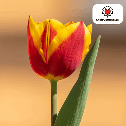 Tulpenzwiebeln Jan Seignette – 20 Blumenzwiebeln – Rot-gelb gestreifte Tulpe – Klassisch & auffällig – Für Garten & Topf 