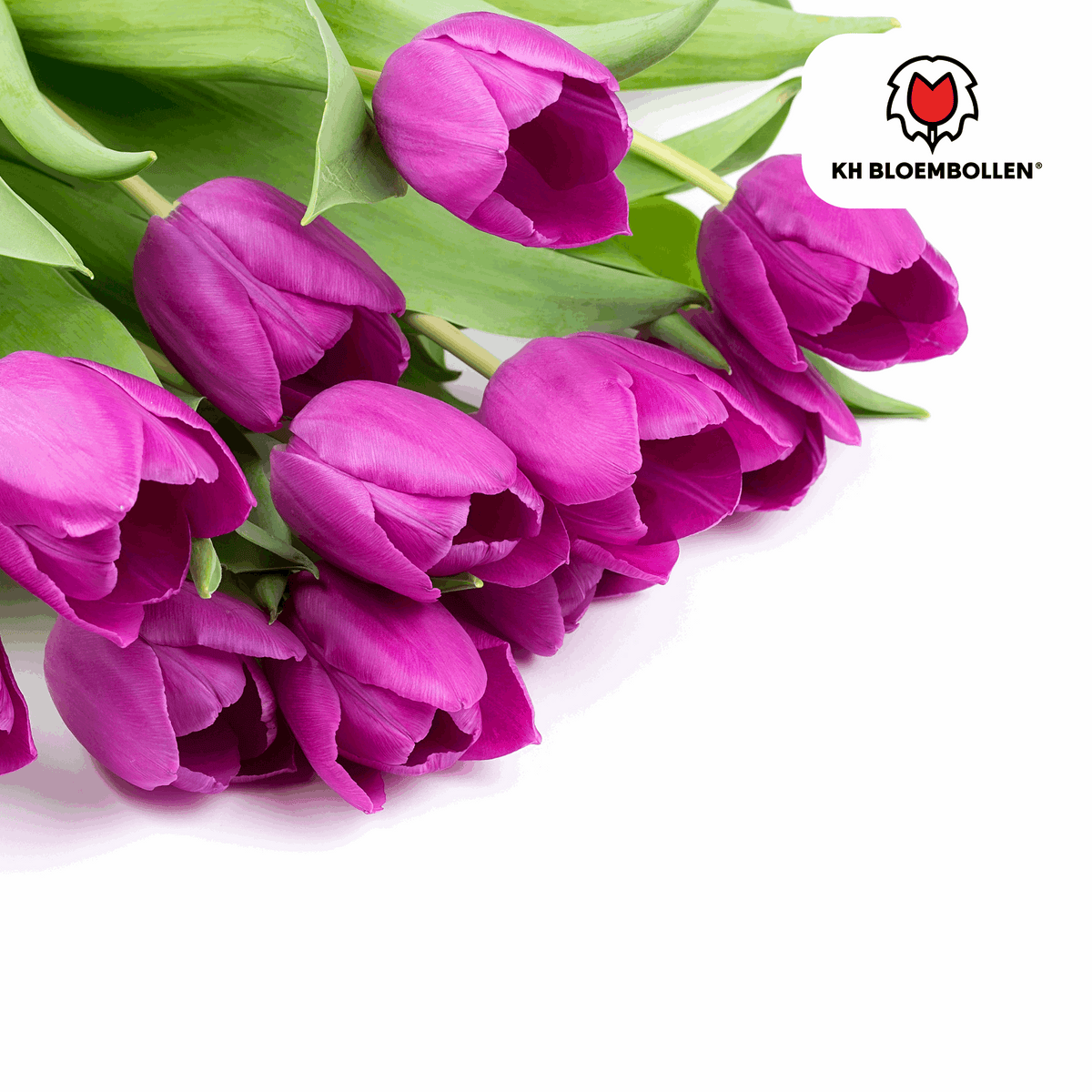 Tulpenzwiebeln Purple Prince – 20 Blumenzwiebeln – Lila-violette Tulpe – Kraftvoll & elegant – Für Garten & Topf 