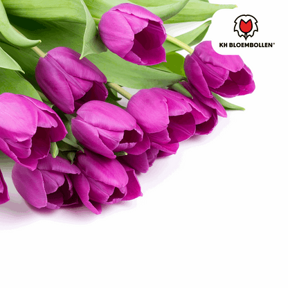 Tulpenzwiebeln Purple Prince – 20 Blumenzwiebeln – Lila-violette Tulpe – Kraftvoll & elegant – Für Garten & Topf 
