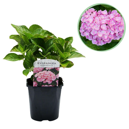 Hortensie – Hydrangea macrophylla Rosa – Blüte Rosa – Ø17cm – ↕30cm – Blühpflanze für Garten & Topf – Pflegeleicht & Laubabwerfend 
