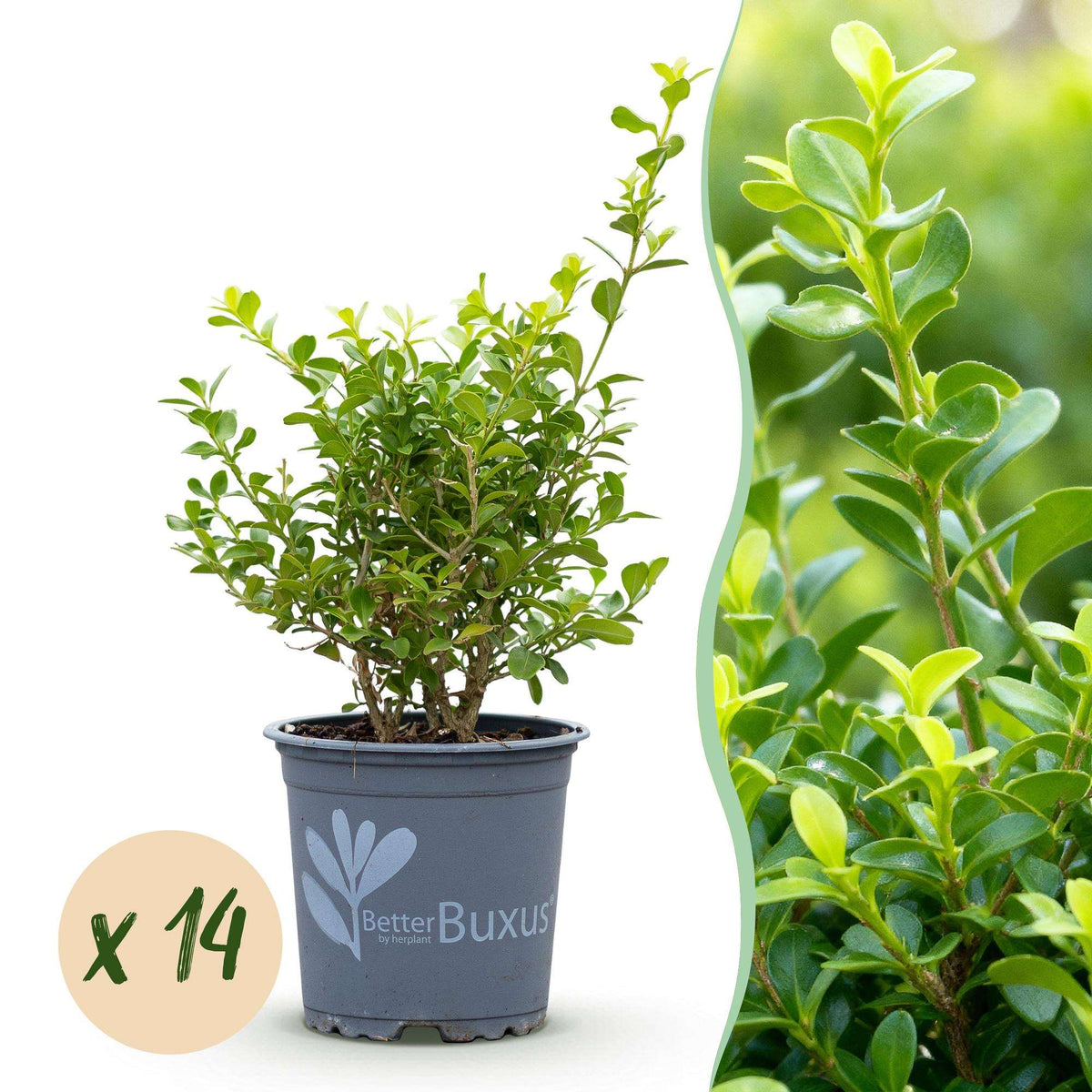 BetterBuxus Babylon Beauty Hecke 7 Pflanzen für 1 Meter 25-30cm 10,5cm widerstandsfähig pflegeleicht für Garten Formschnitt S