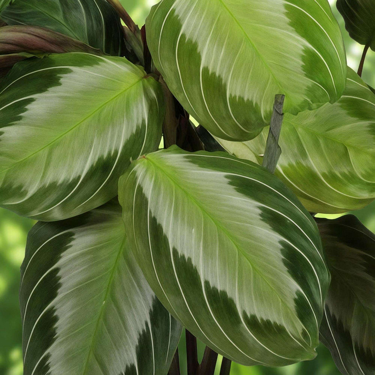 Maranta Fascinator Silverband Gebetspflanze – Haustierfreundliche Zimmerpflanze 12cm – Höhe ca.25cm – Dekorative Blattpflanze mit silberner Zeichnung für Wohnzimmer Büro & Schlafzimmer