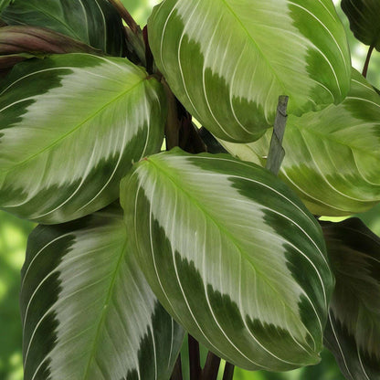 Maranta Fascinator Silverband Gebetspflanze – Haustierfreundliche Zimmerpflanze 12cm – Höhe ca.25cm – Dekorative Blattpflanze mit silberner Zeichnung für Wohnzimmer Büro & Schlafzimmer