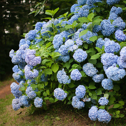 Hortensie Hydrangea macrophylla Blau – Blütezeit Juni bis September – Ø17cm – ↕30cm – Laubabwerfende Gartenpflanze – Pflegeleicht & winterhart 