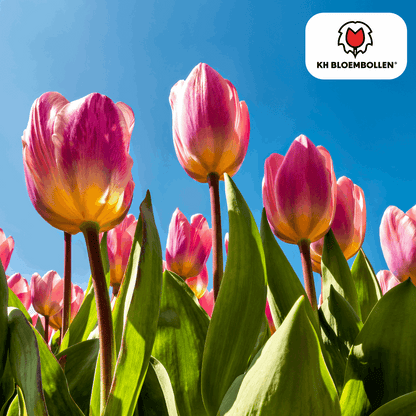 Tulpenzwiebeln Light and Dreamy – 20 Blumenzwiebeln – Sanfte Pastellfarben – Romantisch & verträumt – Für Garten & Topf 