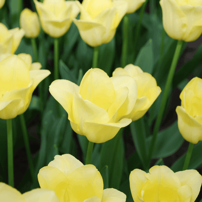 Tulpenzwiebeln World Friendship – 20 Blumenzwiebeln– Hellgelbe Tulpe – Elegante Frühlingsblüher für Garten & Topf – Winterhart 