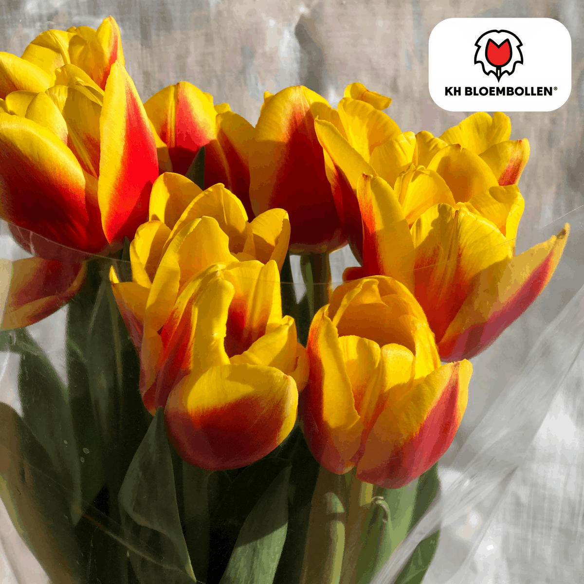 Tulpenzwiebeln Jan Seignette – 20 Blumenzwiebeln – Rot-gelb gestreifte Tulpe – Klassisch & auffällig – Für Garten & Topf 