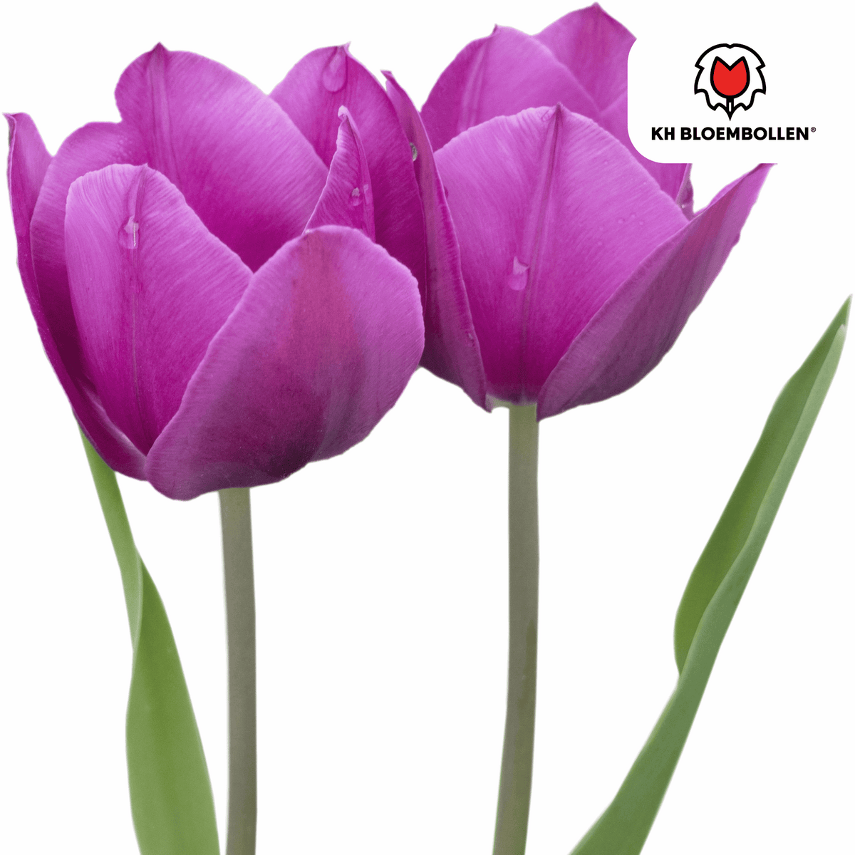 Tulpenzwiebeln Purple Prince – 20 Blumenzwiebeln – Lila-violette Tulpe – Kraftvoll & elegant – Für Garten & Topf 