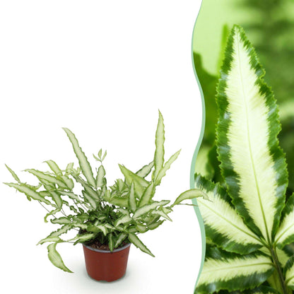 Pteris cretica Albolineata Flügelfarn – Haustierfreundliche Zimmerpflanze 12cm – Höhe ca.20cm – Dekorativer Farn mit weißer Blattzeichnung für Wohnzimmer & Büro
