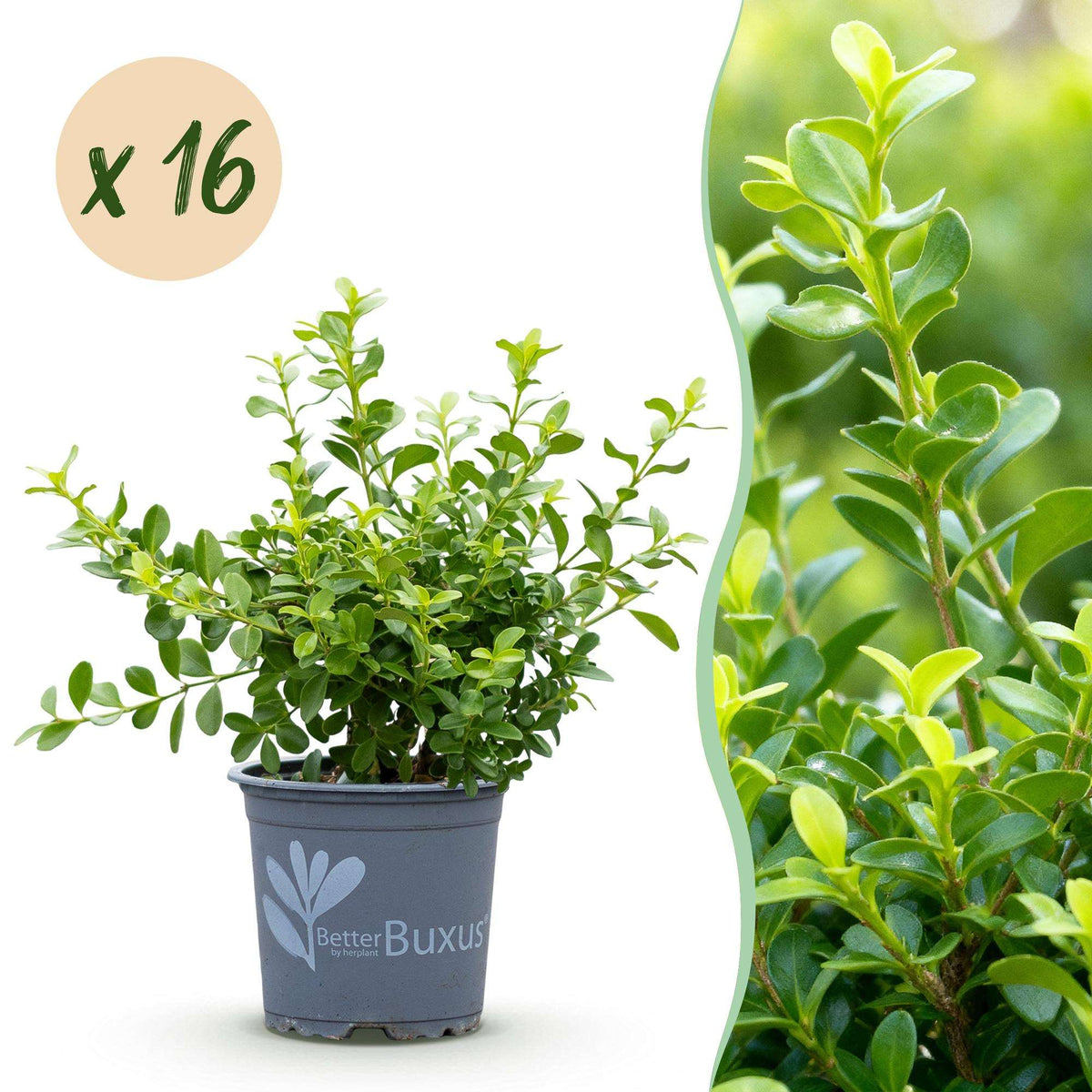 BetterBuxus Babylon Beauty Hecke 8 Pflanzen für 1 Meter 20-25cm 9cm widerstandsfähig pflegeleicht für Garten Formschnitt Sich