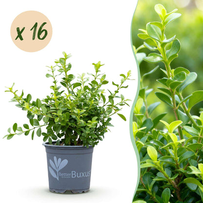 BetterBuxus Babylon Beauty Hecke 8 Pflanzen für 1 Meter 20-25cm 9cm widerstandsfähig pflegeleicht für Garten Formschnitt Sich
