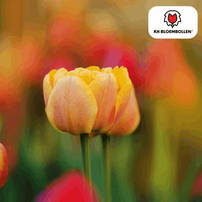 Tulpenzwiebeln Icoon – 20 Blumenzwiebeln – Lachsrosa gefüllte Tulpe – Stilvoll & modern – Für Garten oder Topf 