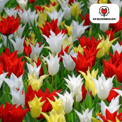 Tulpenzwiebeln Tres Chic Mix – 20 Blumenzwiebeln – Rot, Weiß & Gelb – Eleganter Farbmix für Garten & Topf – Winterhart & pflegeleicht 