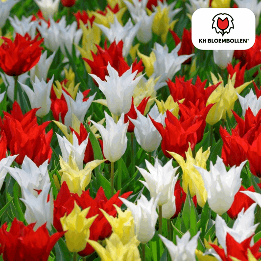 Tulpenzwiebeln Tres Chic Mix – 20 Blumenzwiebeln – Rot, Weiß & Gelb – Eleganter Farbmix für Garten & Topf – Winterhart & pflegeleicht 