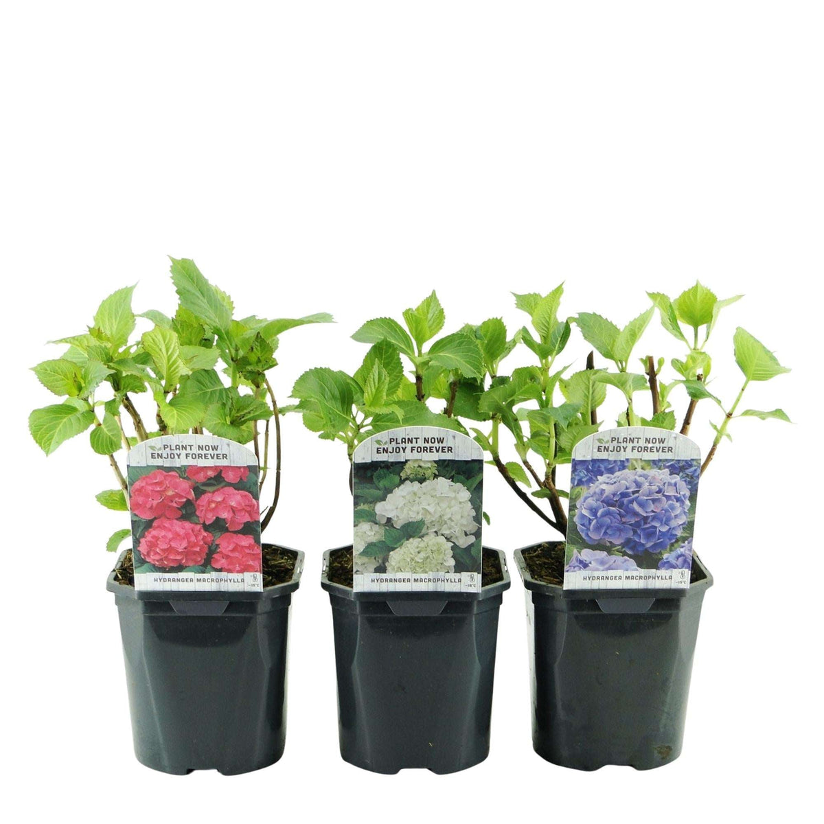 Hortensie Hydrangea macrophylla Tricolour – 3 Pflanzen in Rosa, Blau & Weiß – Ø17cm – ↕30cm – Blüte Juni–September – Laubabwerfend – Pflegeleicht & winterhart 
