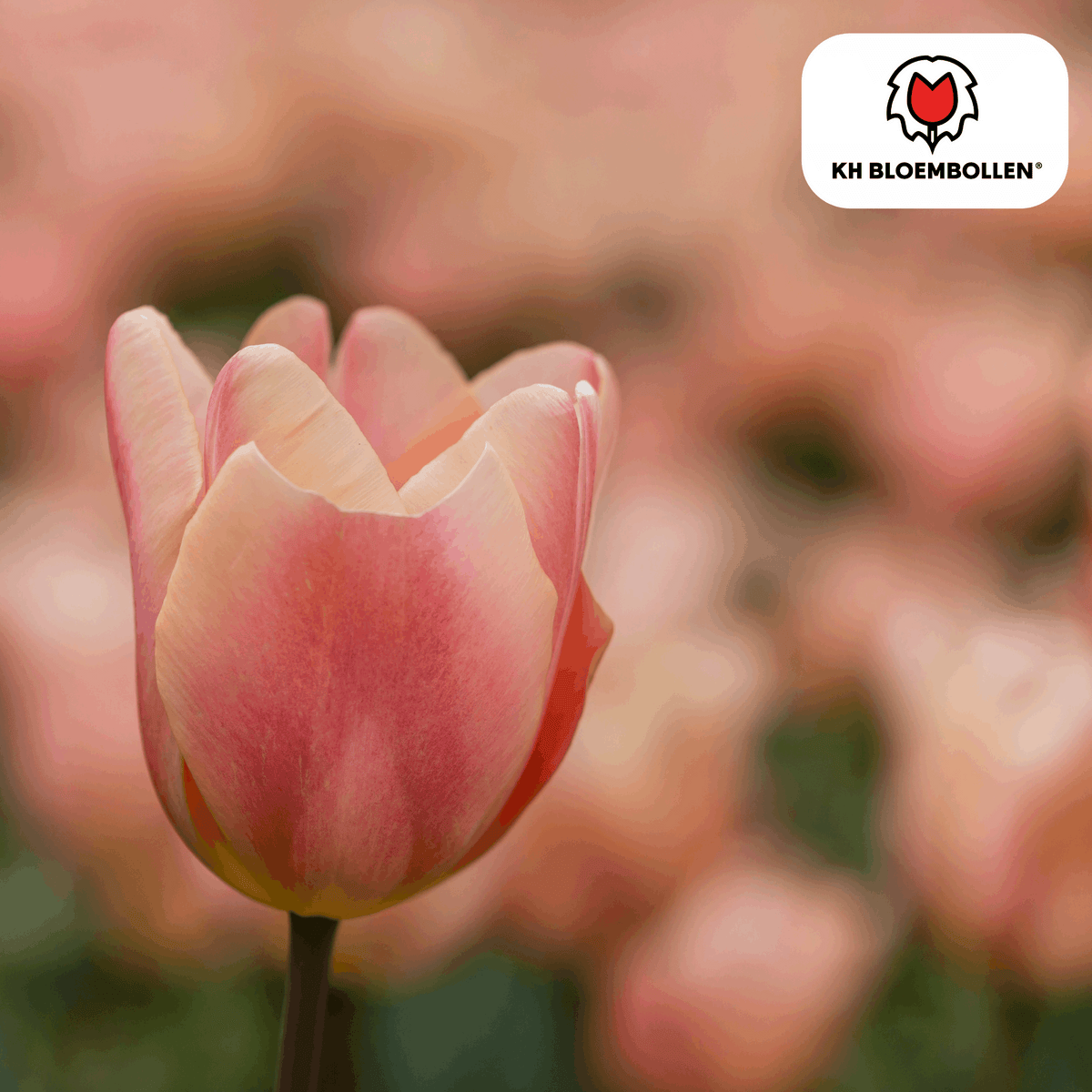 Apricot Foxx Tulpenzwiebeln – 20 Stück – Lachsrosa Frühlingsblüher – Sorte Tulipa „Apricot Foxx“ – Für Garten & Topf – Blüte April–Mai 